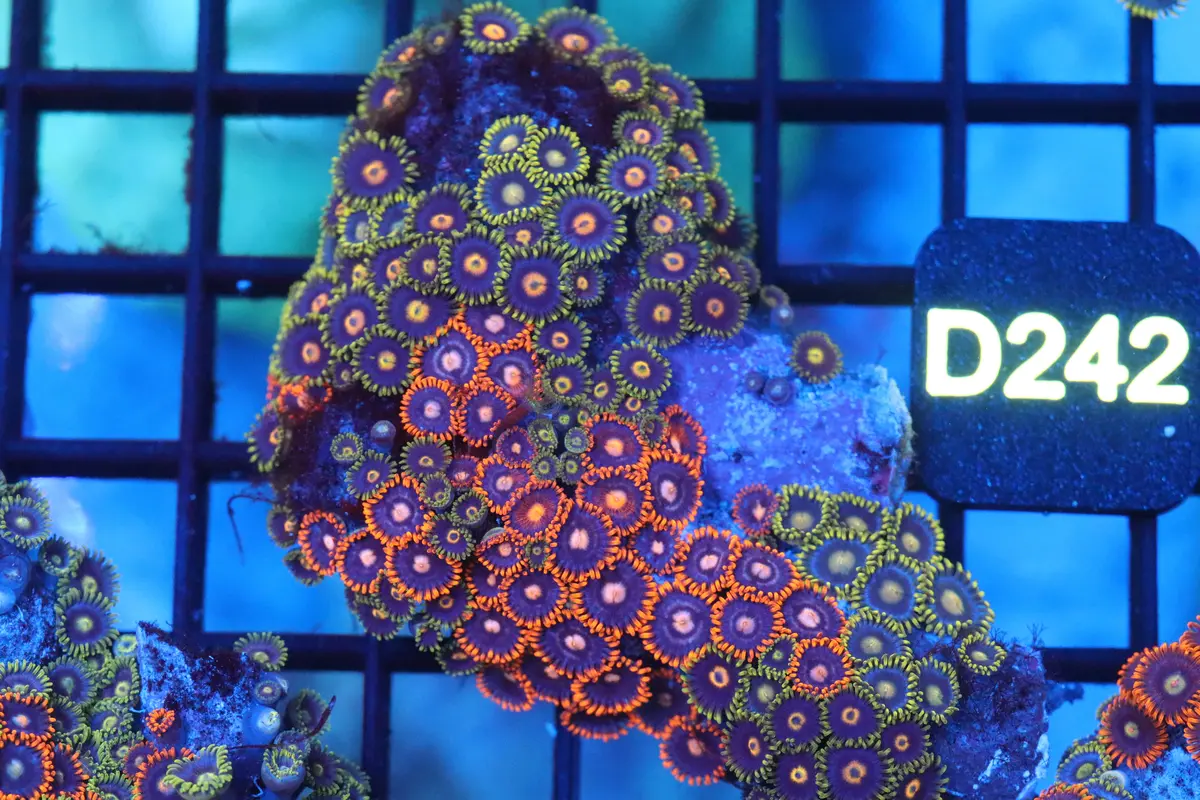 Mini Zoa Colony On Live Rock (D242) 1