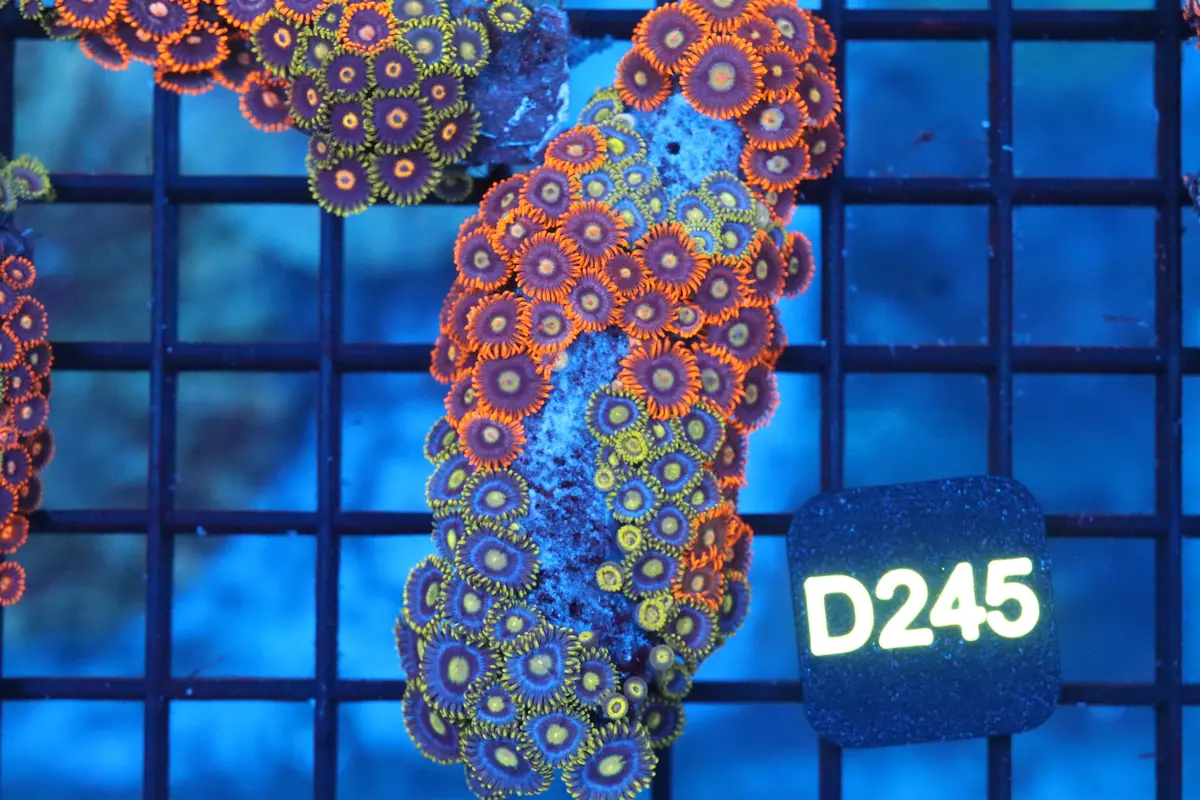 Mini Zoa Colony On Live Rock (D245) 1