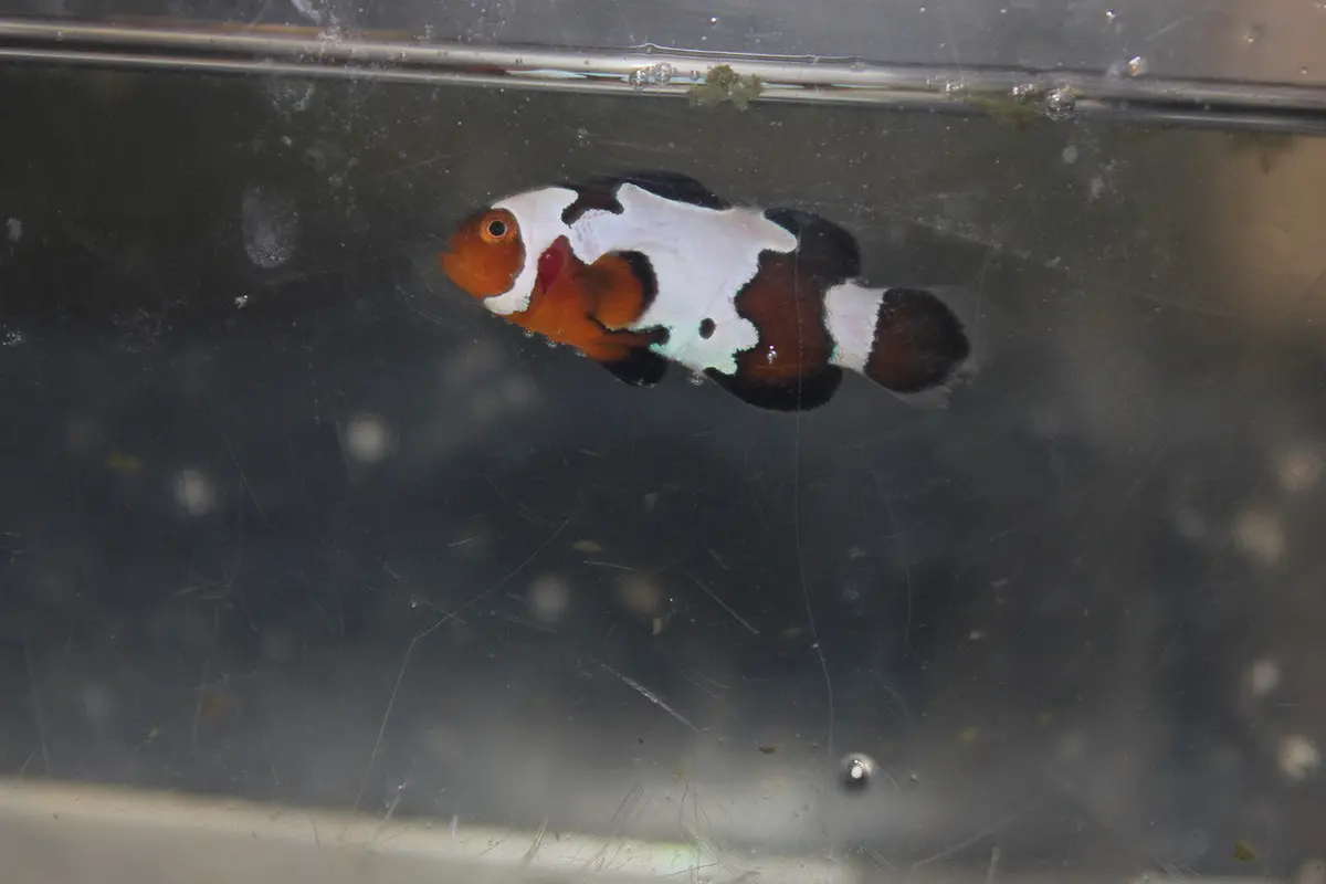 Black Frost Clownfish 1