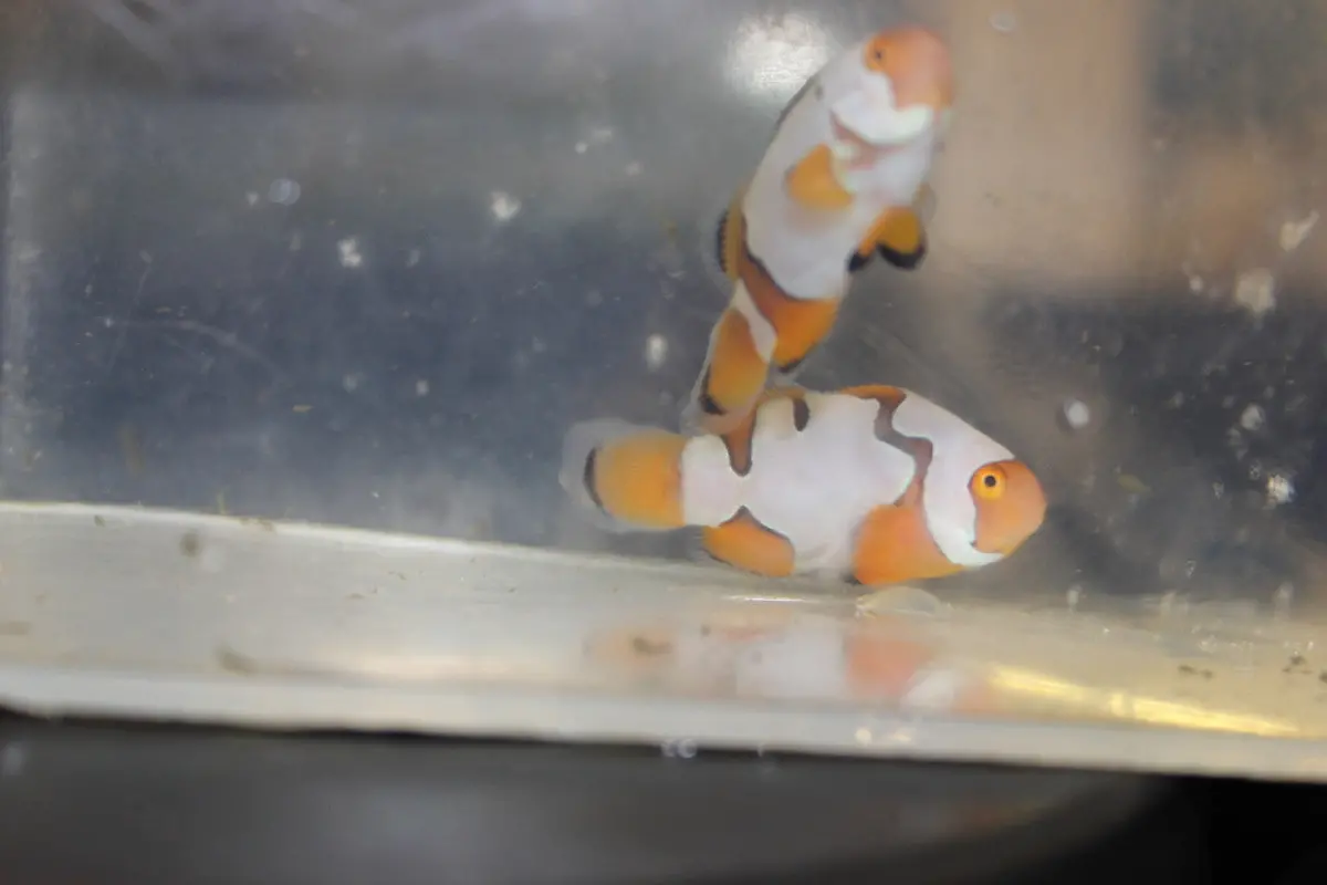 Pair Picasso Clownfish 1
