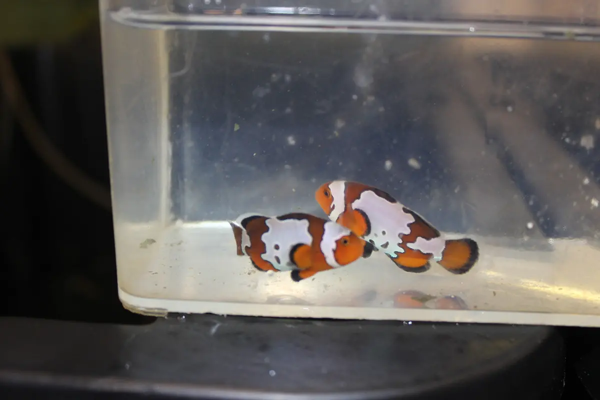Crater Snowflake Clownfish 1