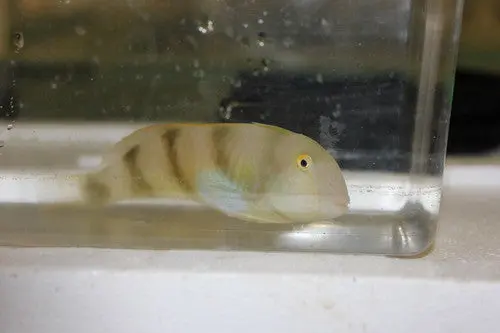 White Spotted Razor Wrasse (Xyrichthys Aneitensis)-4" 1