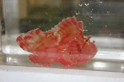 Red Leaf Scorpionfish 1