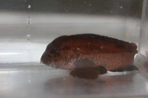 Sailfin (Rogue) Scorpionfish 1