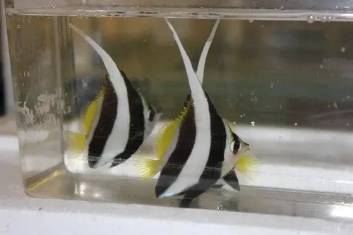 Heniochus Butterfly (5-6") 1