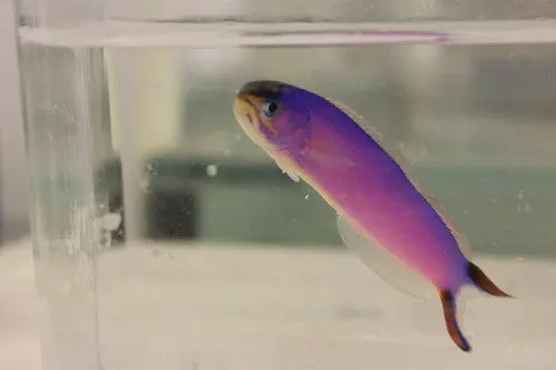 Purple Tilefish (4-5”) 1