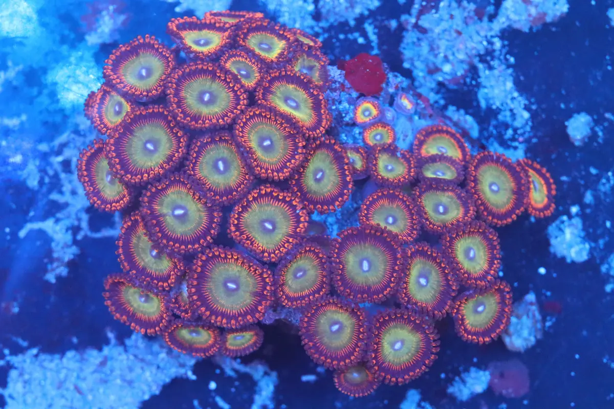 Mini Zoa Colony On Live Rock (B51) 1