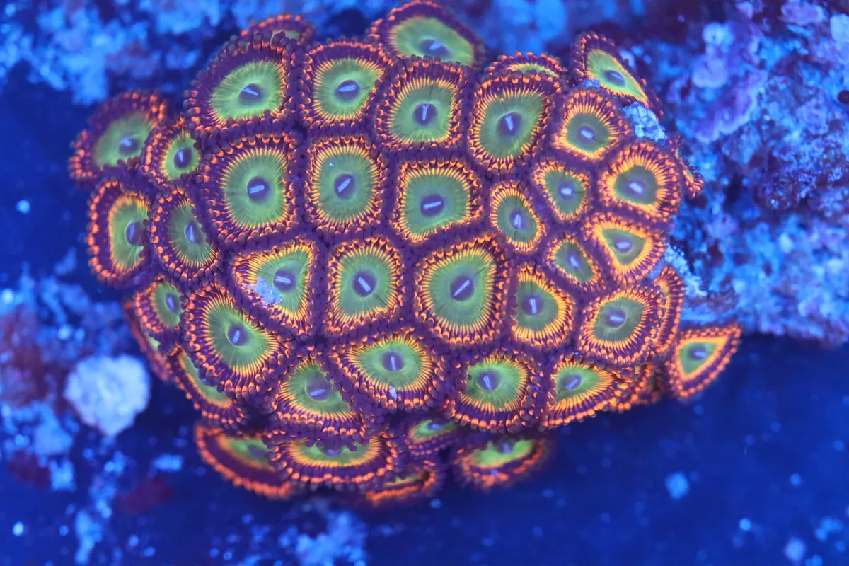 Mini Zoa Colony On Live Rock (B52) 1