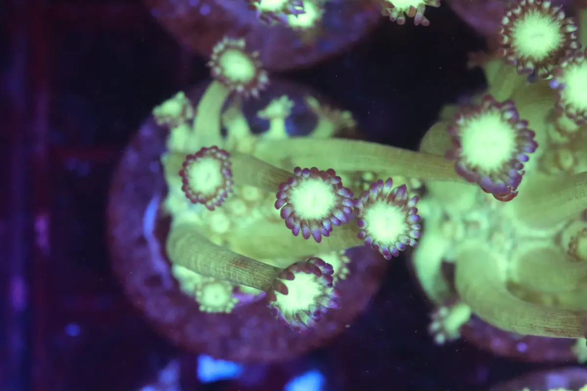 Neon Green Goni (B55) 1