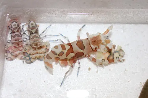Harlequin Shrimp 1