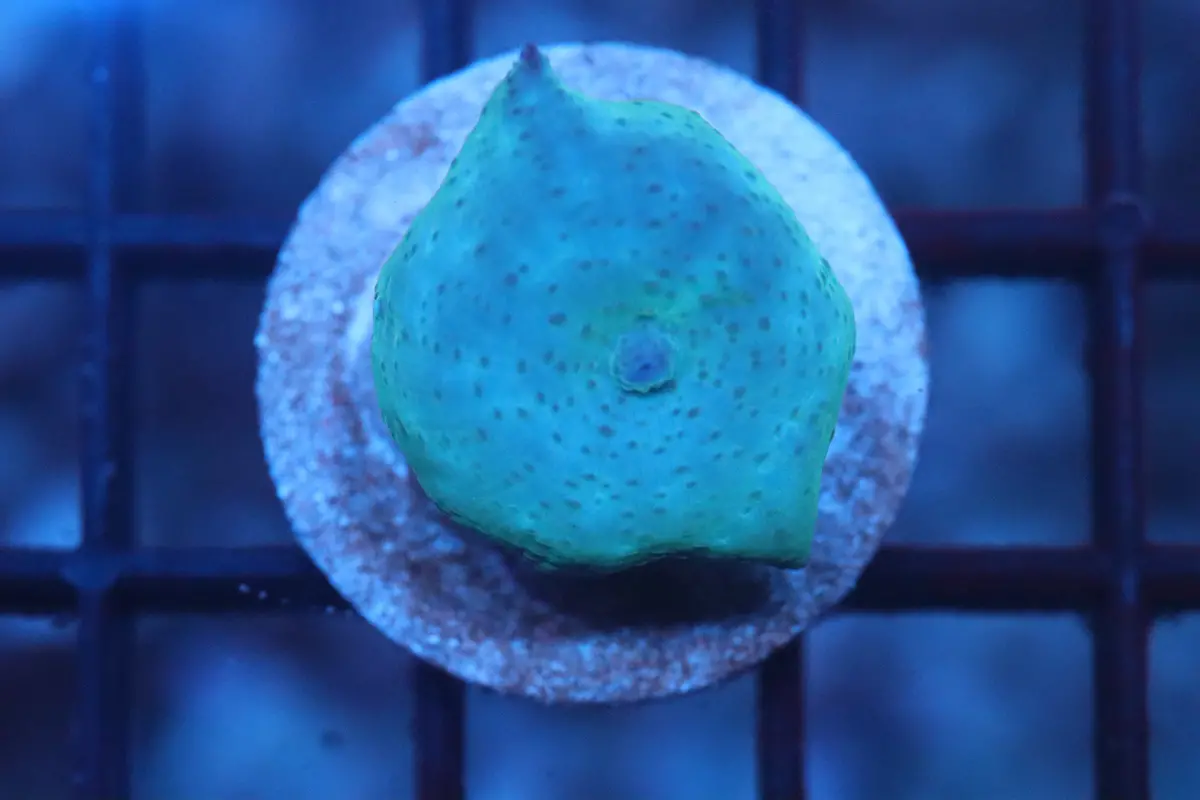Blue/Green Discosoma (A115) 1