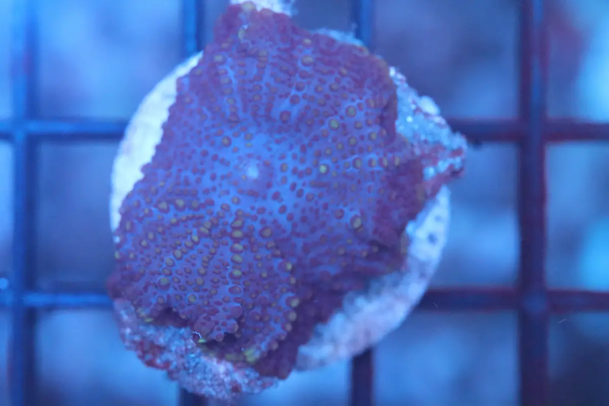 Purple Discosoma (B95) 1