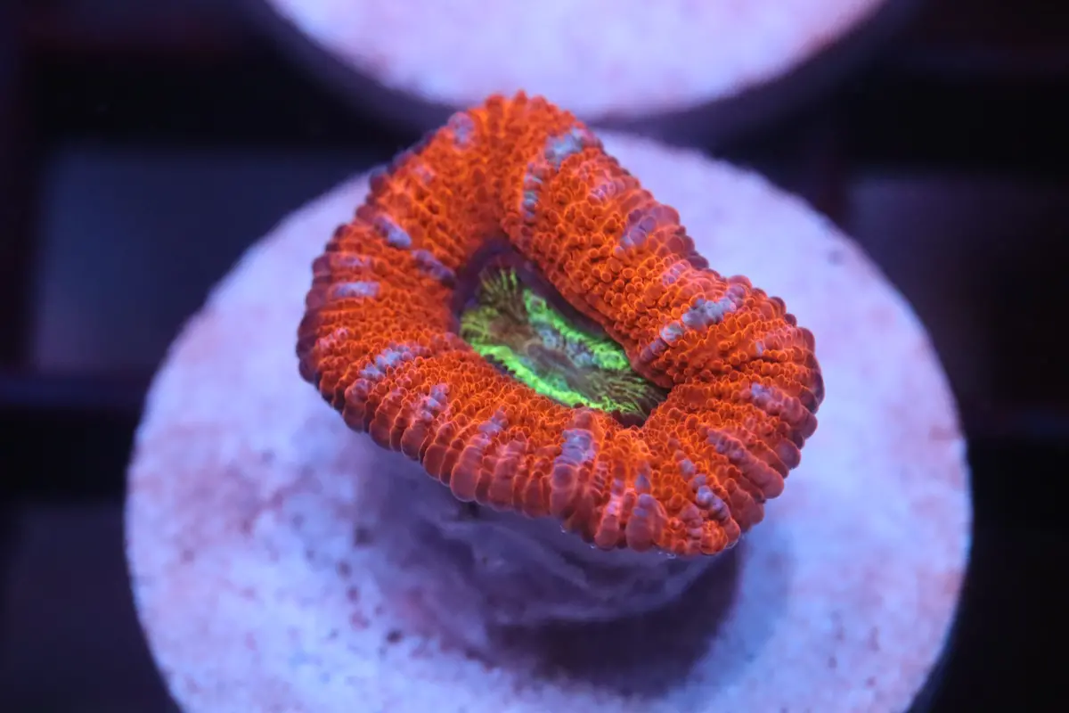 Hot Pink Micromussa (B100) 1