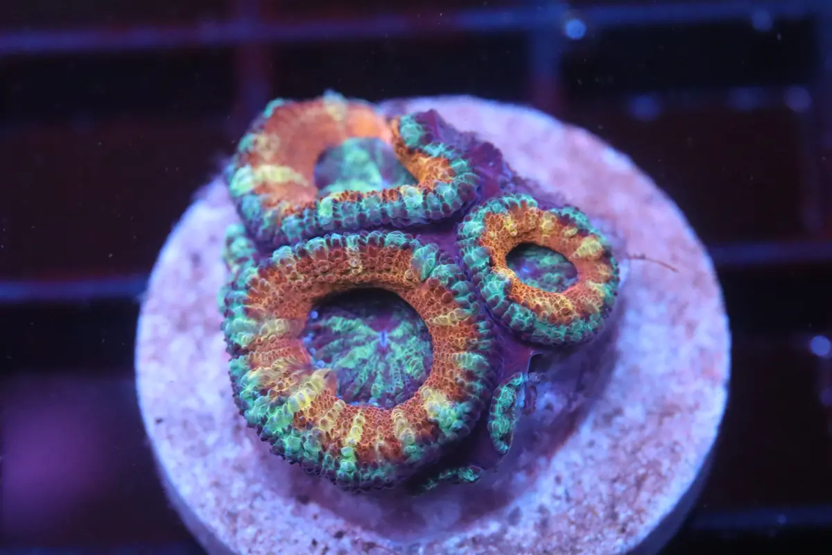 Rainbow Micromussa (B92) 1