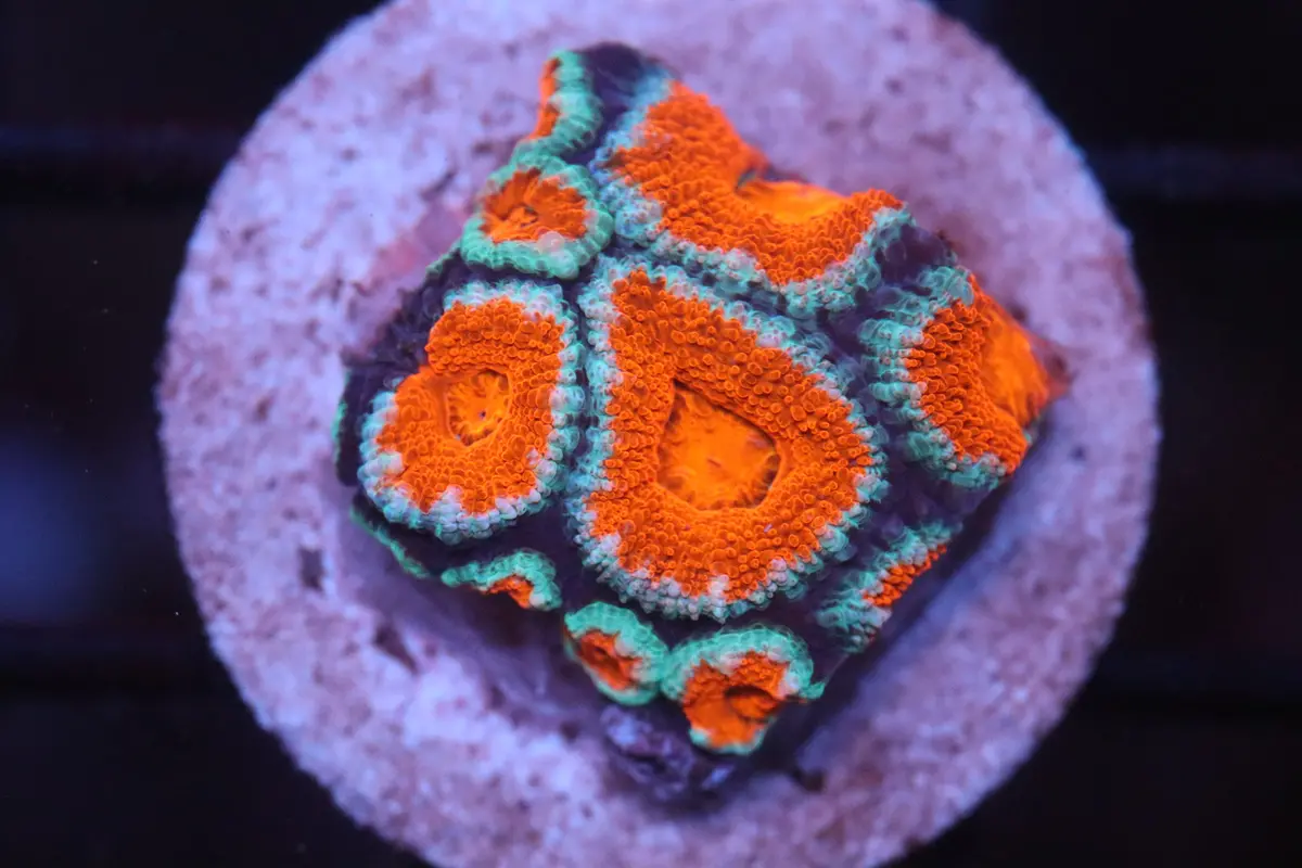 Red & Teal Micromussa (B94) 1