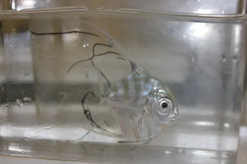 Indian Threadfin 1