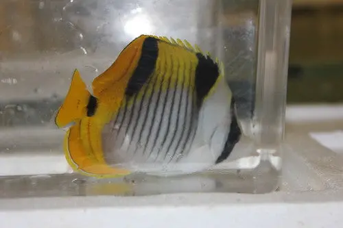 Falcula Butterflyfish | Chaetodon Falcula 2" 1