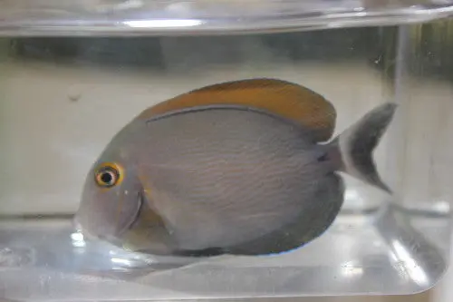 Bariene (Eye Spot) Tang-3-4" 1