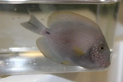 White Freckeled (Maculiceps) Tang (5-6") 1