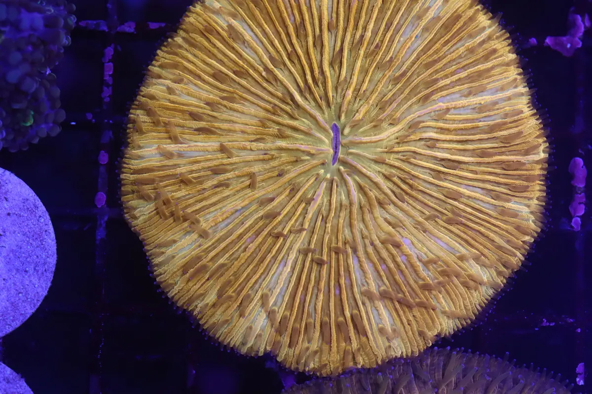 Orange Plate (B90) 1