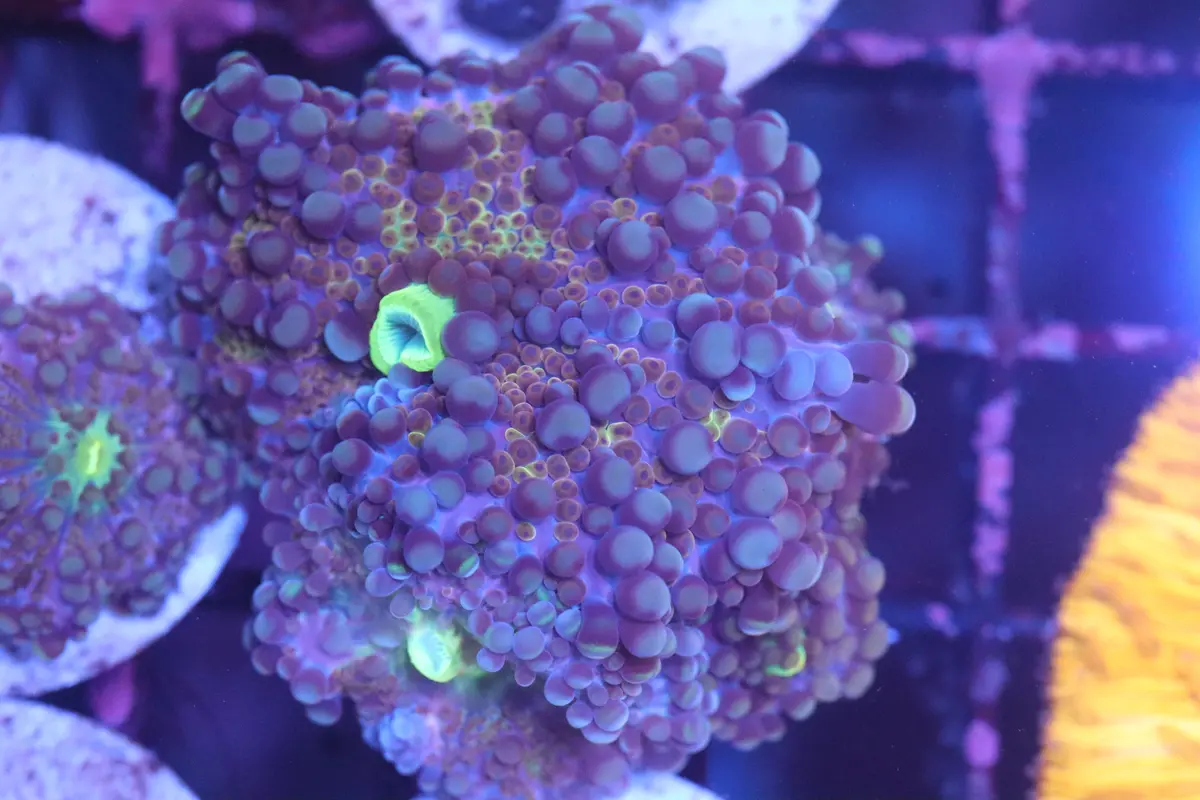Purple Yuma Mini Colony (B97) 1