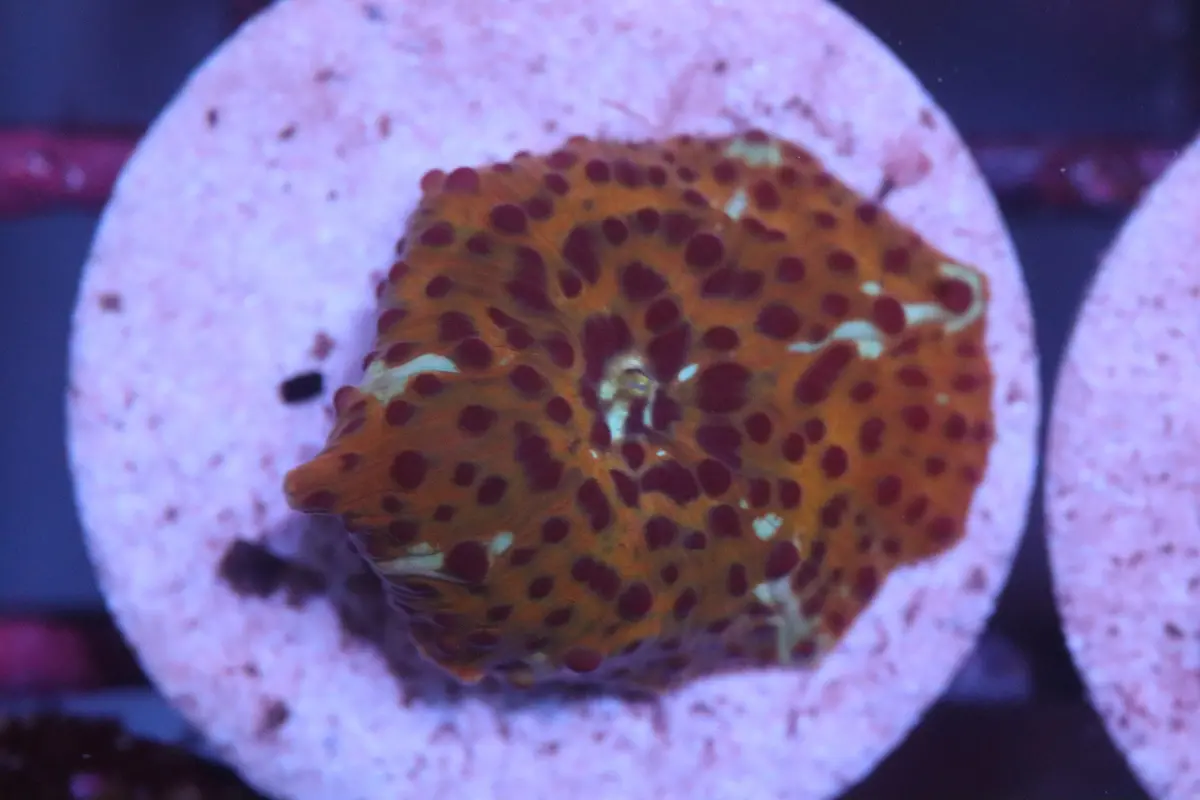Wild Print Discosoma (D238) 1