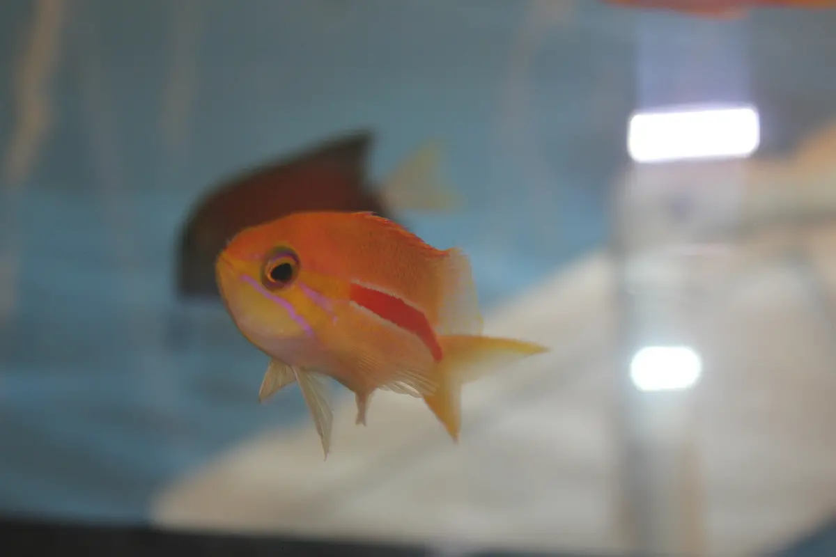 Red Stripe Anthias(6" Super Male) 1