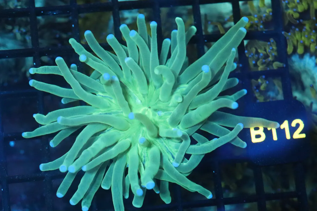 Long Tentacle Plate (B112) 1