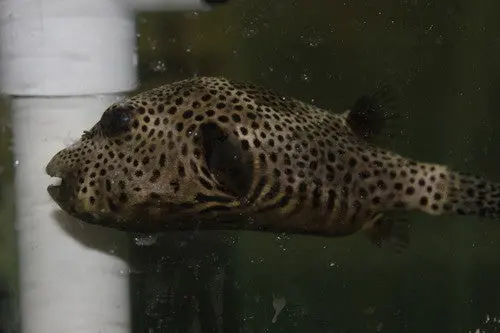 Starry (Stellatus) Puffer 10” 1