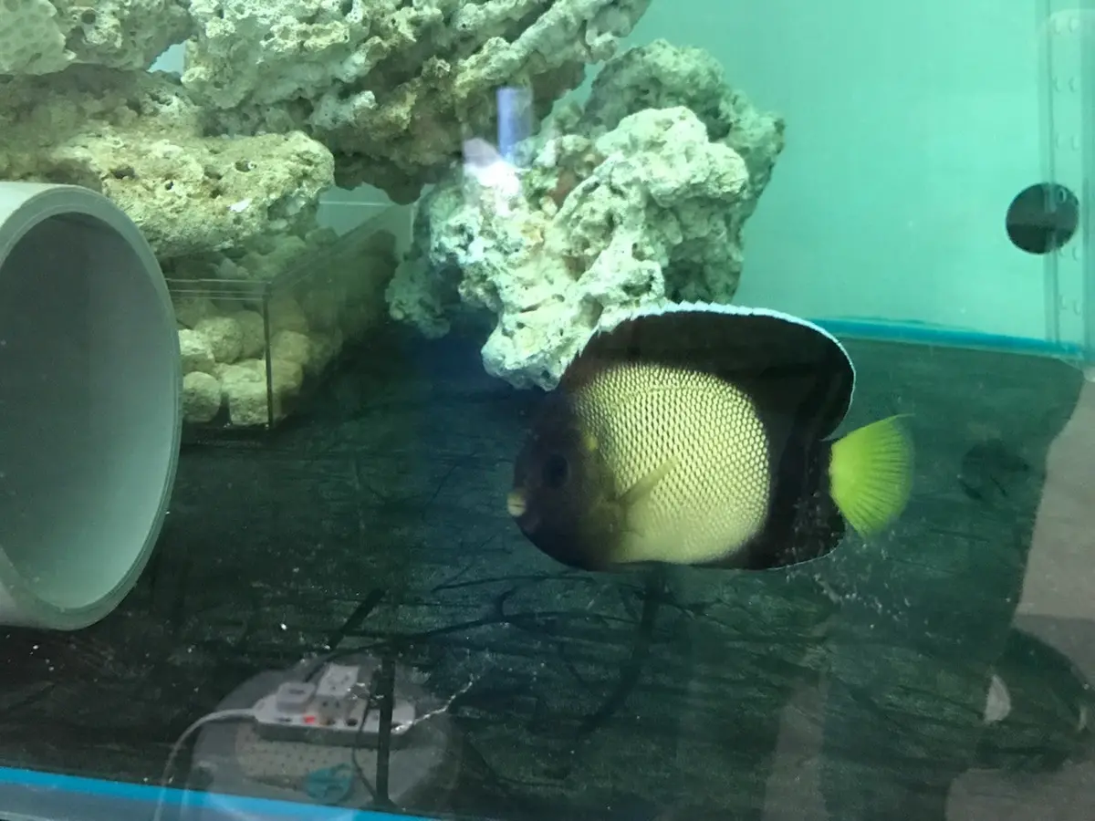 Yellow Ear/Red Sea  Angel | Apolemichthys Xanthotis (5”) 1