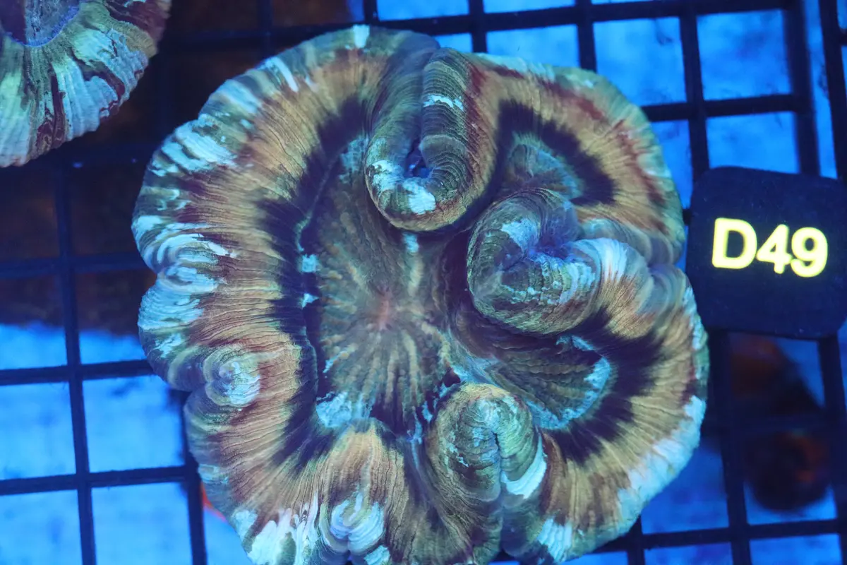 Ultra Trachy (D49) 1