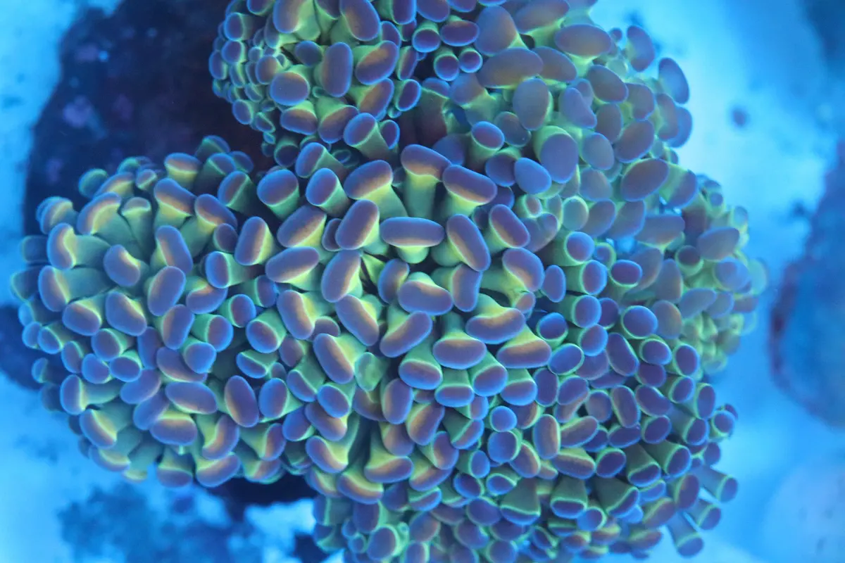 Hologram Branching Hammer Colony 1