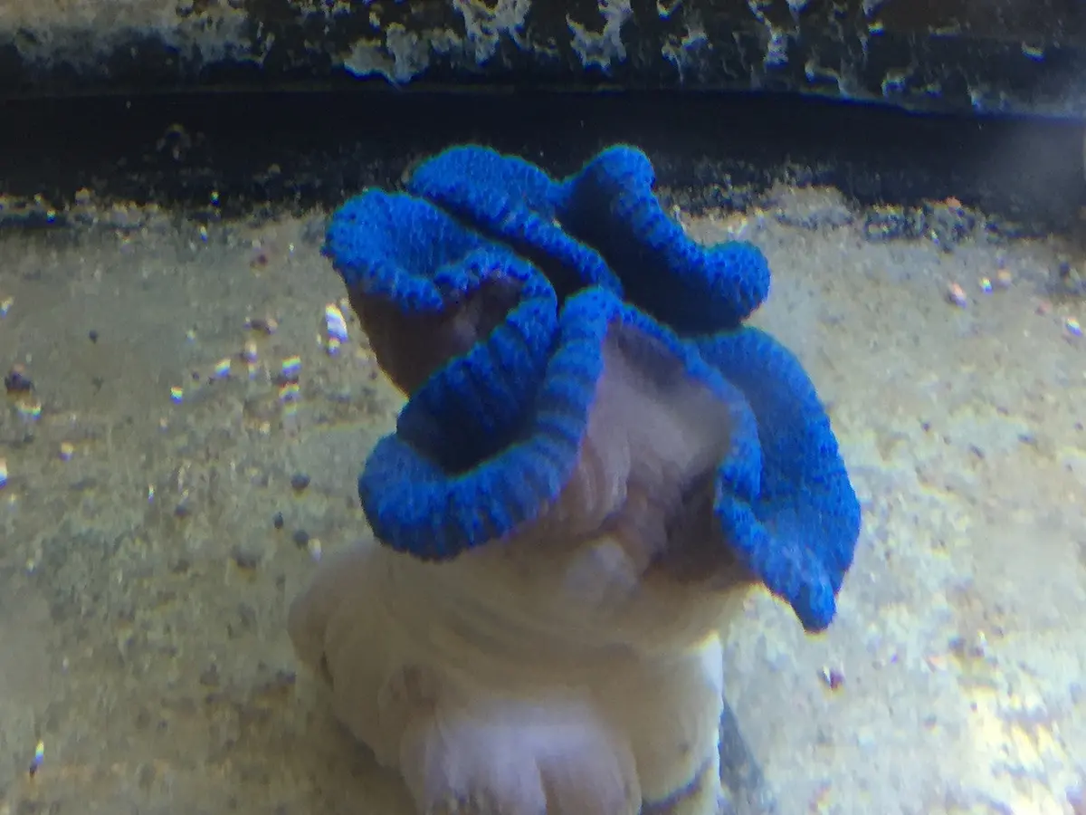 Carpet Anemone-Blue Haddoni (6") 1
