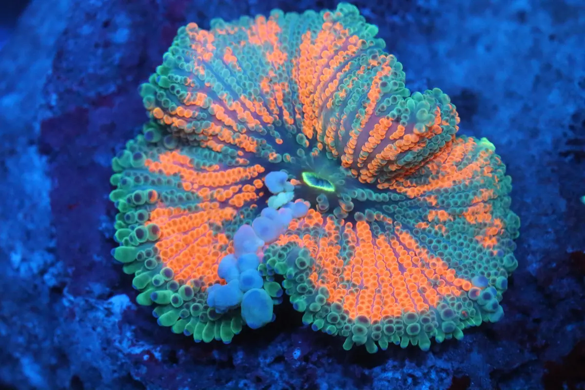 Xl Bounce Gumball Yuma (A199) 1