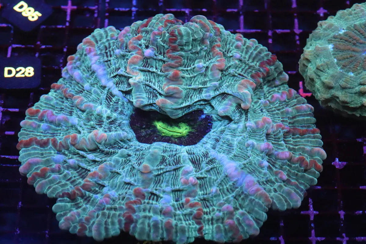 Multi Color Indophyllia (A160) 1