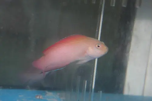 Lined Dottyback | Labracinus Cyclophthalmus 1