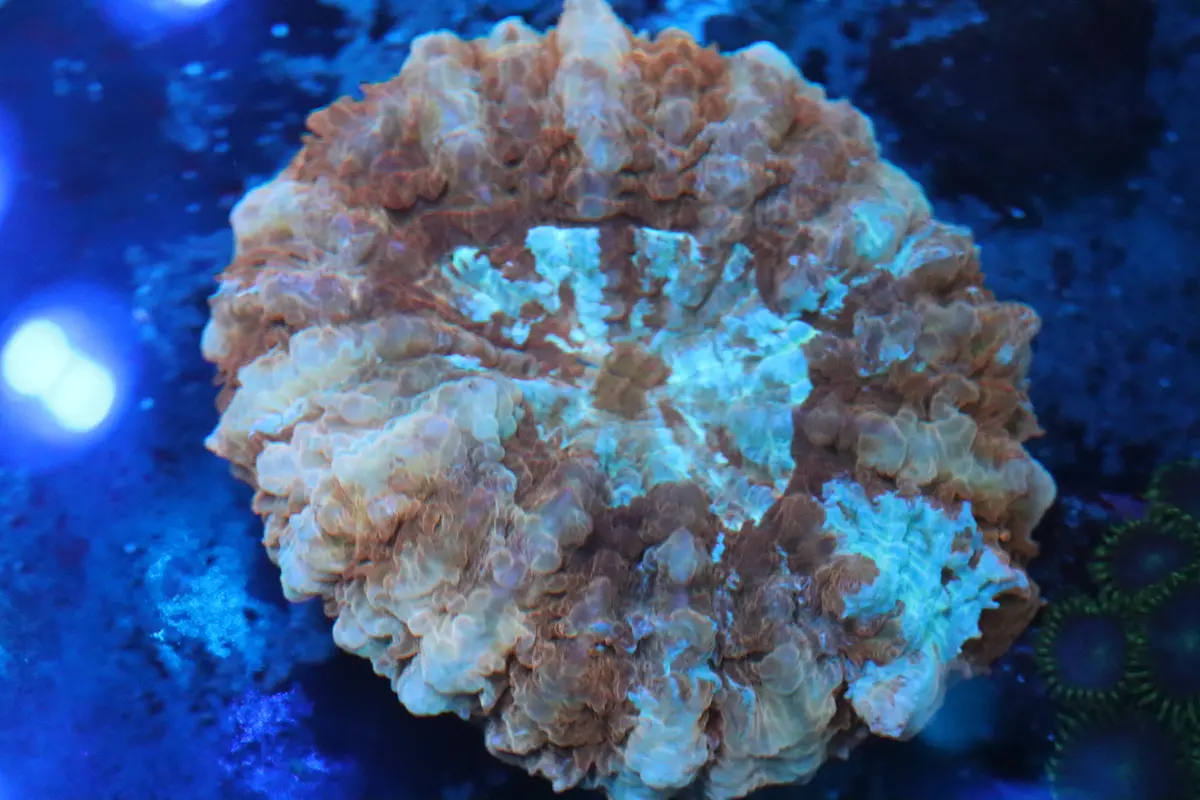 Peach Belini Acantho (A170) Small 1