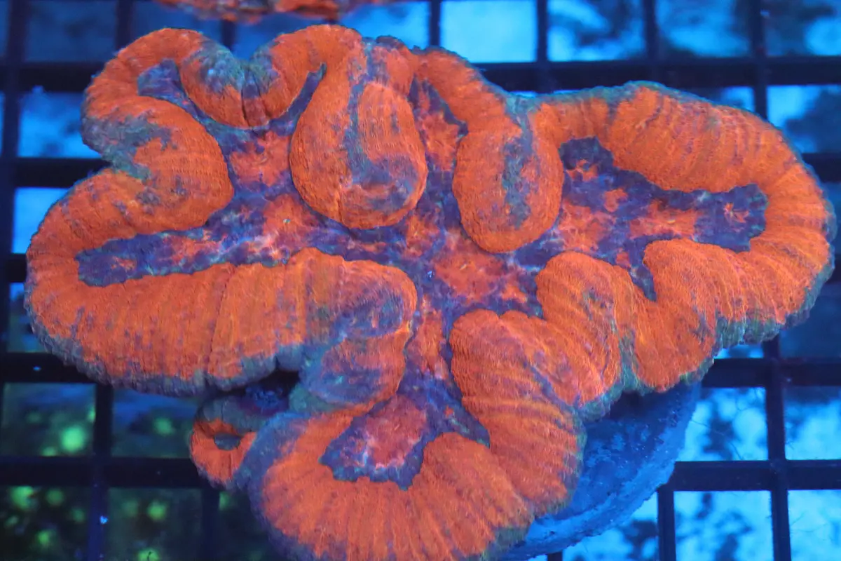 Symphyllia Brain Wysiwyg (B103) 1