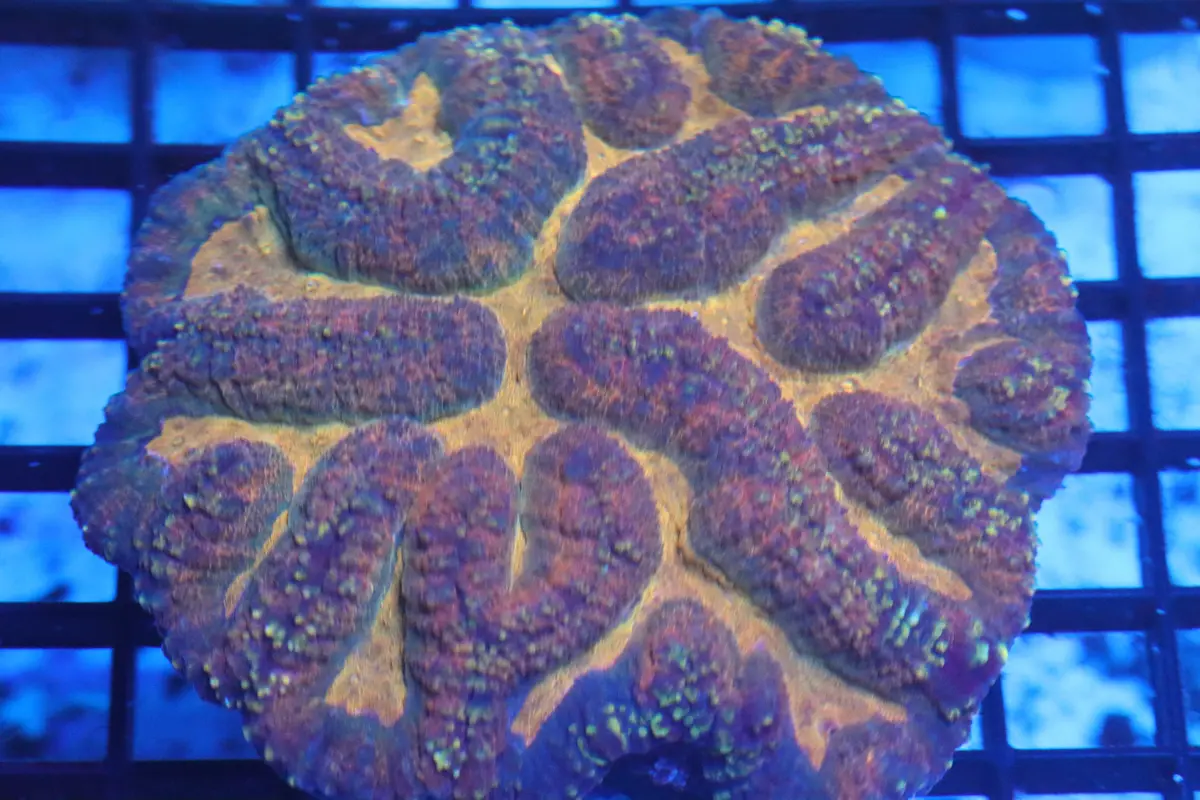 Symphyllia Brain Wysiwyg (B105) 1
