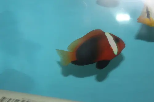 Cinnamon Clownfish 1