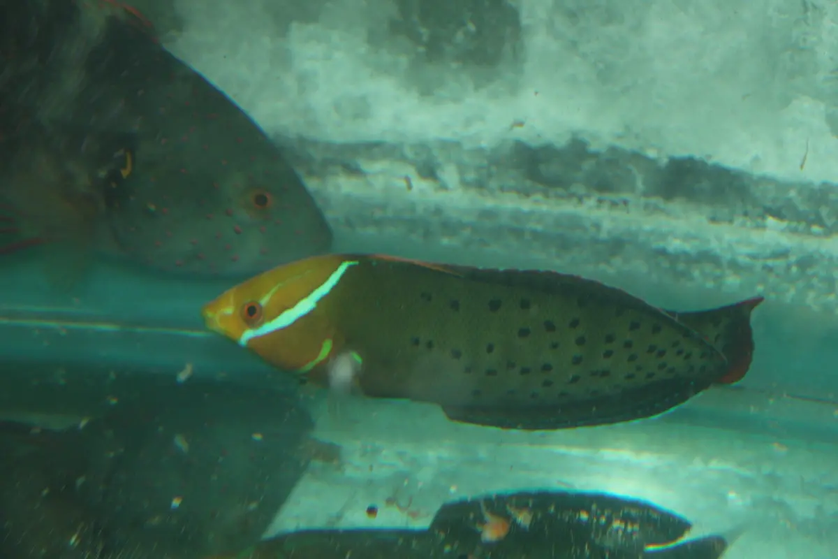 Formosa Coris Wrasse (6 Red Sea") 1