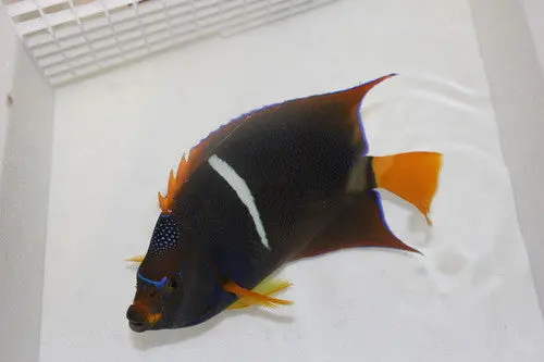 Passer Angel (Holacanthus Passer) (5") 1