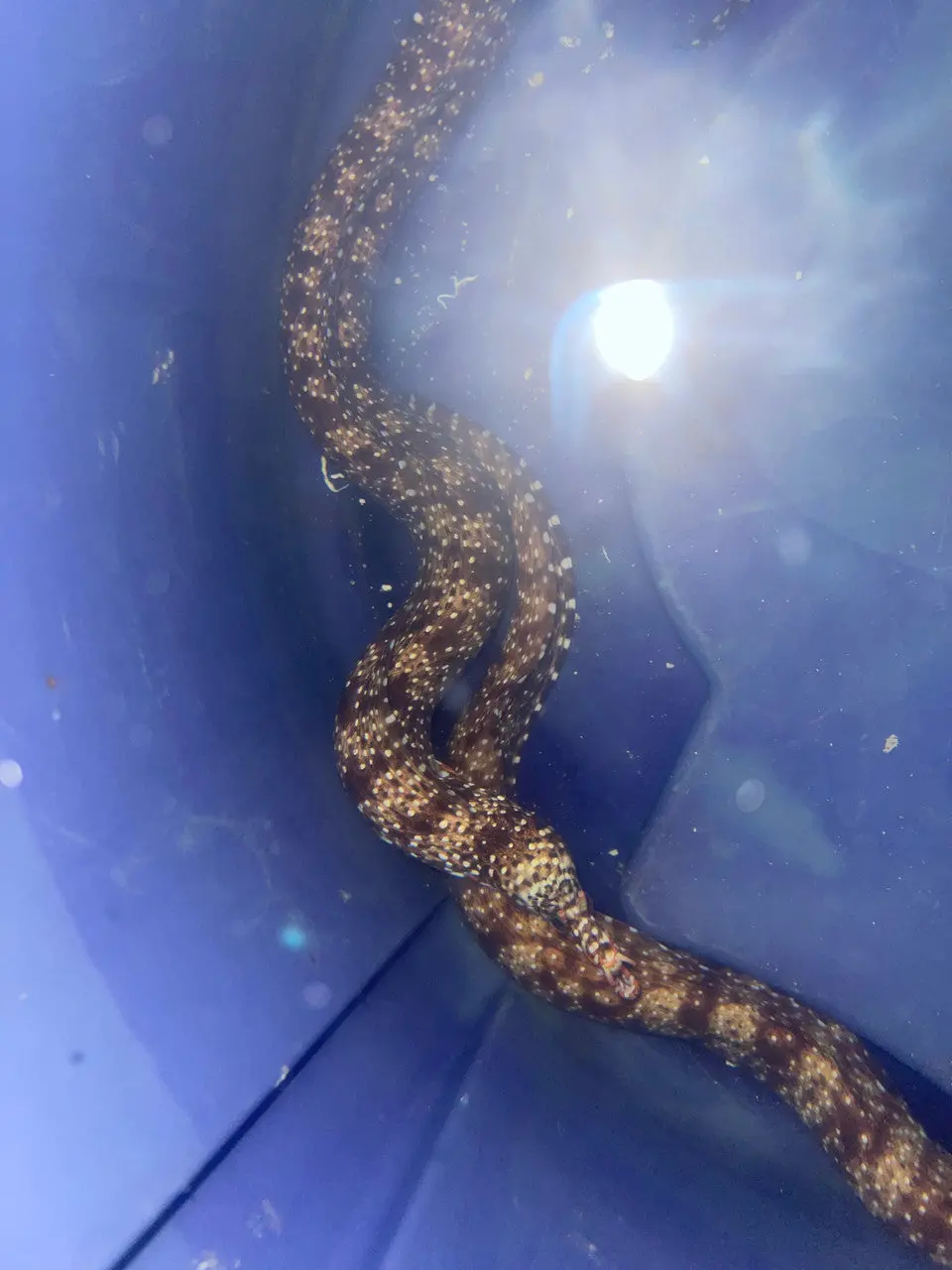 Japanese Dragon Moray (12-15”) 1