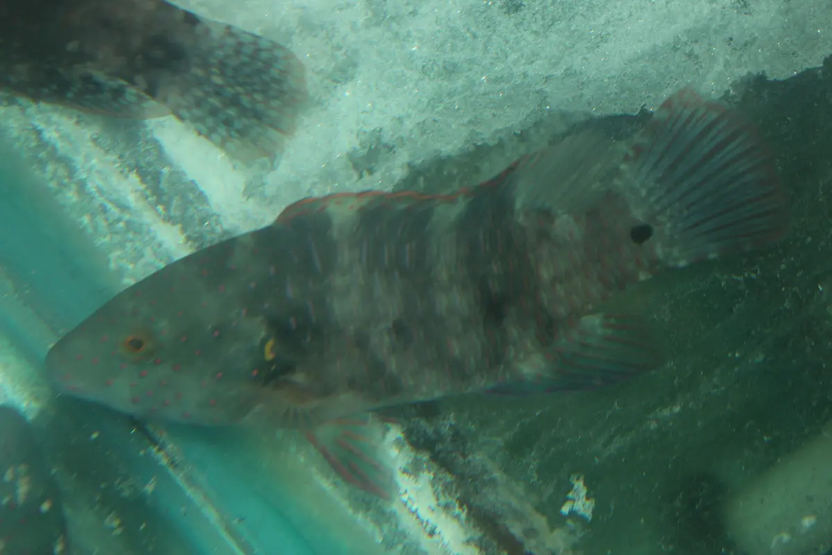 Broomtail Wrasse (Red Sea) |  Cheilinus Lunulatus -8" 1