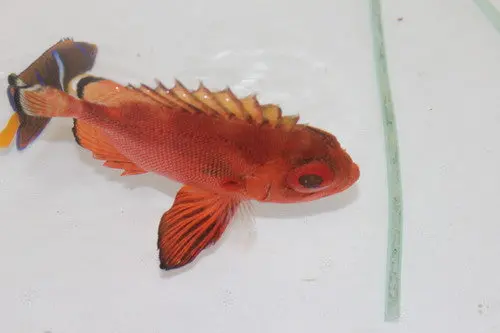 Big Eye Catalufa Soldierfish (5") 1