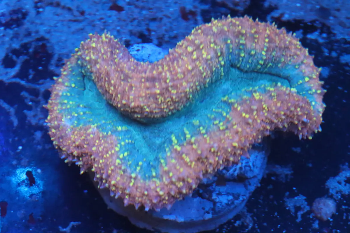 Pink Rim Carpet Lobo D54 1