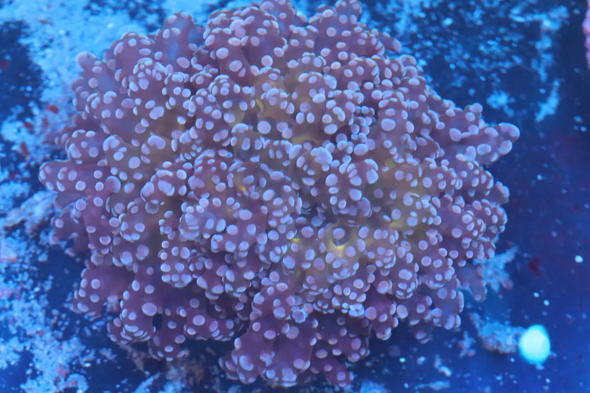 Pink Frogspawn (A164) 1