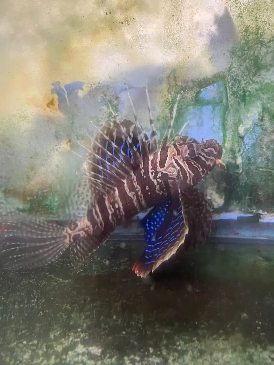 Blackfoot Lionfish | Parapterois Heterura (4") 1