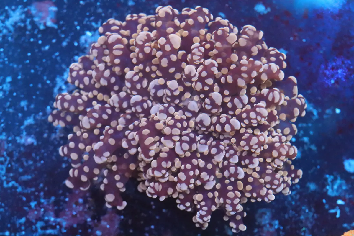 Pink Frogspawn (A178) 1