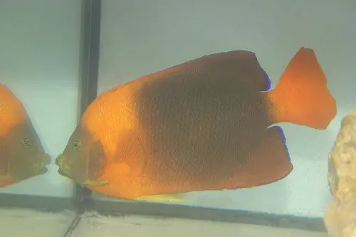 Clarion Angel (8") 1